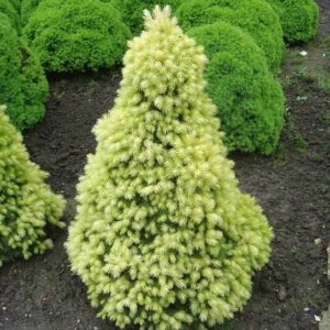 Picea glauca var. albertiana J.W. Daisy's White