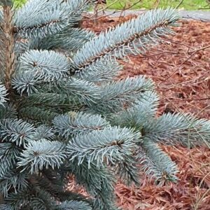 Picea pungens (Glauca Group) Hoopsii