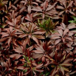 Pieris japonica Katsura (PBR)