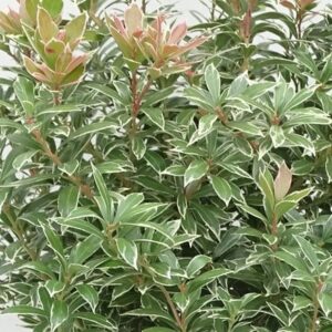 Pieris japonica Little Heath