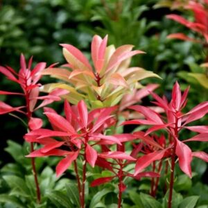 Pieris japonica Mountain Fire