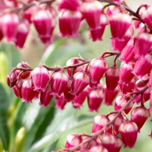 Pieris japonica Passion (PBR)