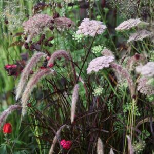 Pimpinella and Pennisetum plant combination