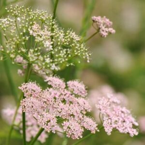 Pimpinella major Rosea