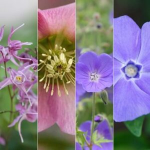 Pinks and purple dry shade plant combination
