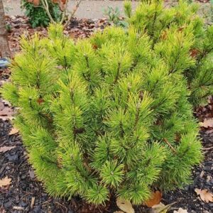 Pinus mugo Winter Gold