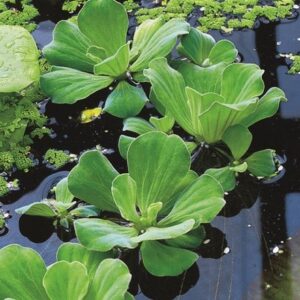 Pistia stratiotes