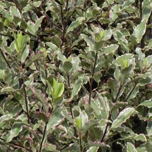 Pittosporum tenuifolium Elizabeth