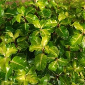 Pittosporum tenuifolium Gold Star