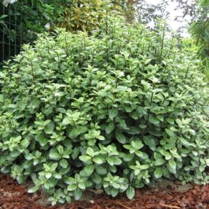 Pittosporum tenuifolium Golf Ball (PBR)