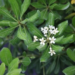 Pittosporum tobira