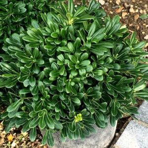 Pittosporum tobira Nanum