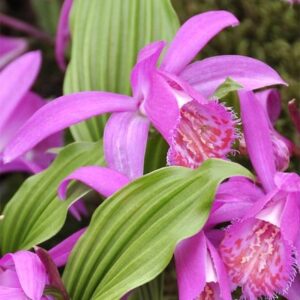 Pleione Tongariro