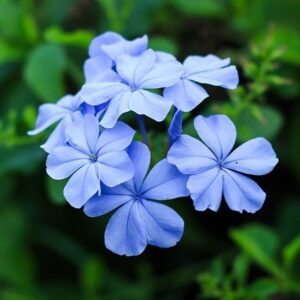Plumbago auriculata Dark Blue