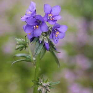 Polemonium caeruleum