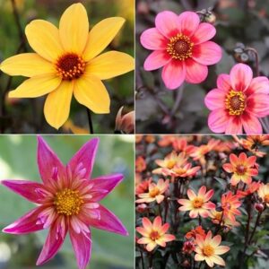 Pollinators Bright and Bold Dahlia collection