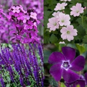 Pollinator's violet mini-border collection