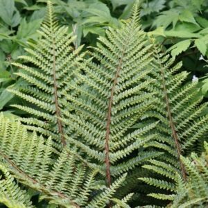 Polystichum polyblepharum