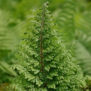 Polystichum setiferum Plumosomultilobum Group