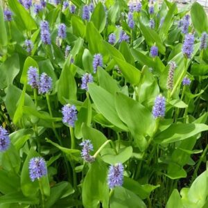 Pontederia cordata