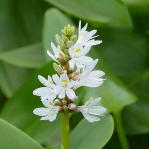 Pontederia cordata f. albiflora