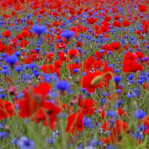 Poppy field collection of annuals