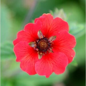 Potentilla Gibson's Scarlet