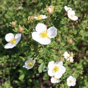 Potentilla fruticosa Abbotswood