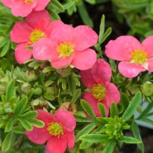 Potentilla fruticosa Bellissima ('Hachliss') (PBR)