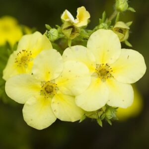 Potentilla fruticosa Primrose Beauty