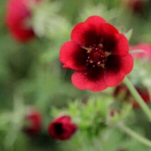 Potentilla thurberi Monarch's Velvet