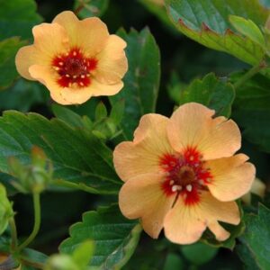Potentilla × tonguei