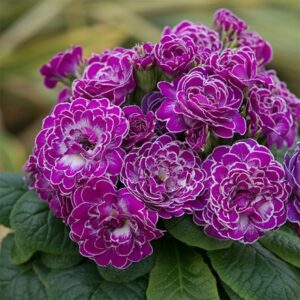 Primula Belarina Candy Frost (Belarina Series)
