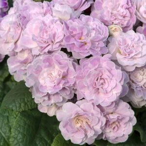 Primula Belarina Pink Ice (Belarina Series)