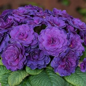 Primula Belarina Violetta (Belarina Series)