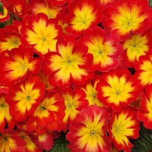 Primula Bonneli Flame