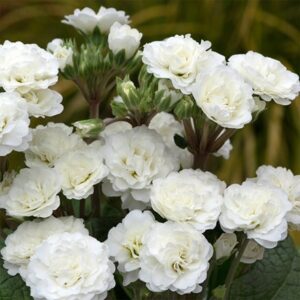 Primula Frosty White (Pollyanna Series)