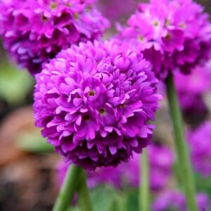Primula denticulata