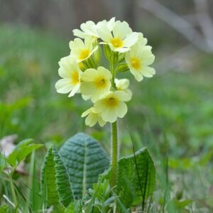 Primula elatior