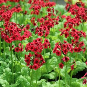 Primula japonica Miller's Crimson