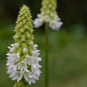 Primula vialii Alison Holland ('Aliholl') (PBR)