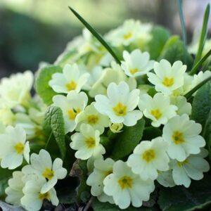 Primula vulgaris