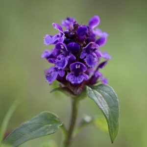 Prunella vulgaris