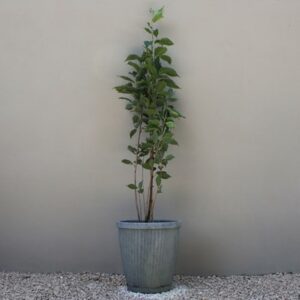 Prunus Amanogawa