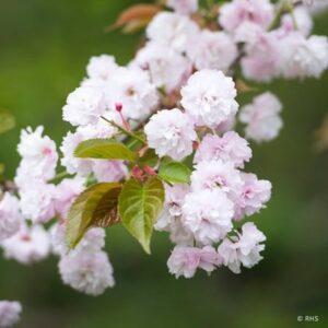 Prunus Beni-tamanishiki
