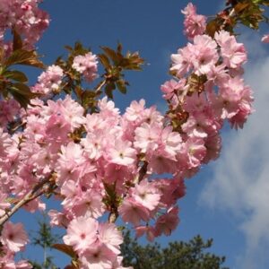 Prunus Beni-yutaka