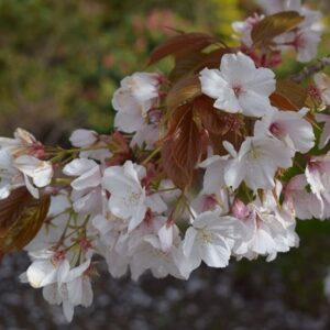 Prunus Chocolate Ice ('Matsumae-fuki')