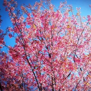 Prunus Collingwood Ingram