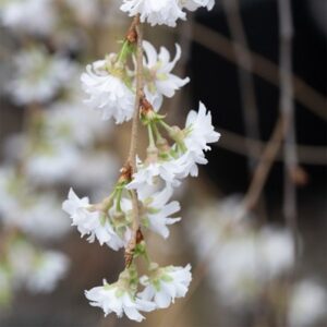 Prunus Crystal Falls ('G6-28')