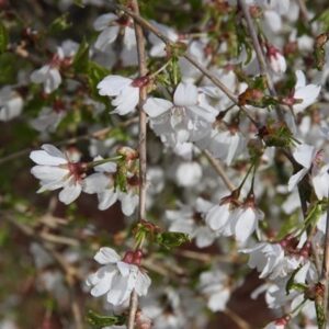 Prunus Frilly Frock ('Fpmpl')